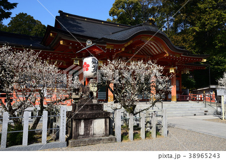 長岡天満宮 拝殿 白梅 長岡天満宮 拝殿 白梅 38965243
