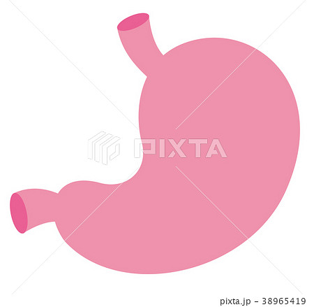 胃 内臓 消化器 胃 内臓 消化器 38965419