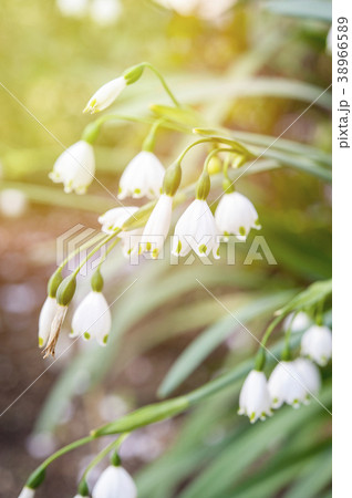 Summer snowflake flowers (Leucojum aestivum) 38966589