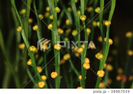 自然　植物　マツバラン、茎についた金色の粒々は胞子嚢の集まり。きれいに三分割されています 38967039