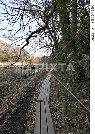 北本自然観察公園　木道 38967166