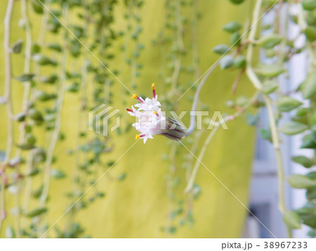 グリーンネックレスの花の写真素材