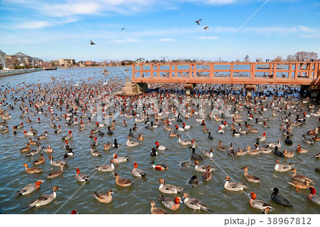 瓢湖水きん公園 瓢湖水きん公園 38967812