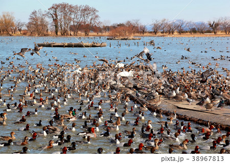 瓢湖水きん公園 38967813
