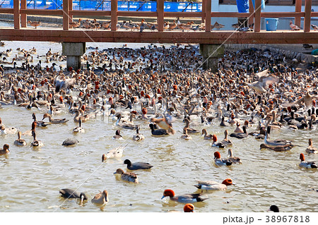 瓢湖水きん公園 38967818