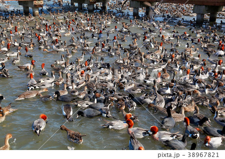 瓢湖水きん公園 38967821
