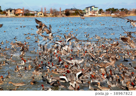 瓢湖水きん公園 38967822