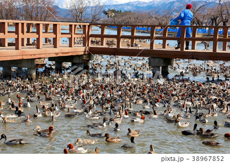 瓢湖水きん公園 瓢湖水きん公園 38967852