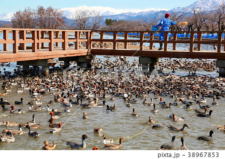 瓢湖水きん公園 瓢湖水きん公園 38967853