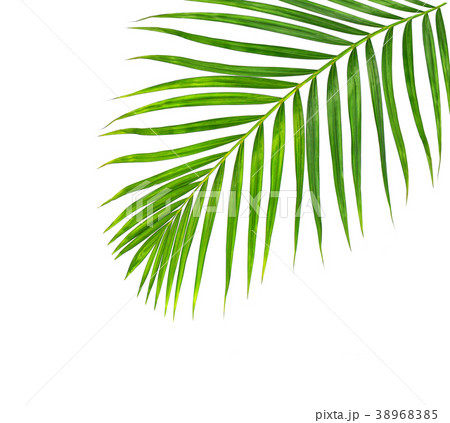 Green leaves of palm tree isolated on white  38968385