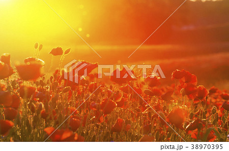 Sunrise over the meadow of flowers Sunrise over the meadow of flowers 38970395