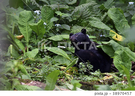 ツキノワグマのお母さん(青森県) ツキノワグマのお母さん(青森県) 38970457