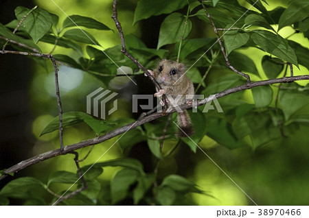 樹上のヤマネ（青森県） 38970466