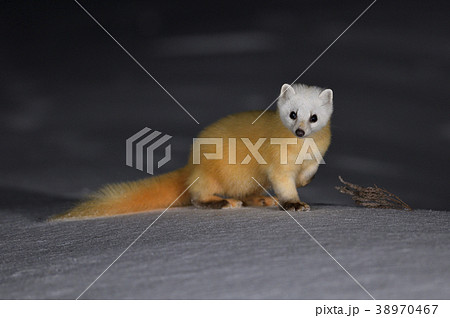 真冬のテン 青森県 の写真素材