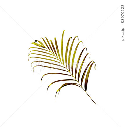 green leaf of palm tree isolated on white  38970522