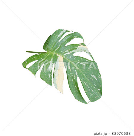 green palm leaf isolated with clipping path green palm leaf isolated with clipping path 38970688