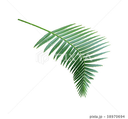 green palm leaf isolated with clipping path 38970694