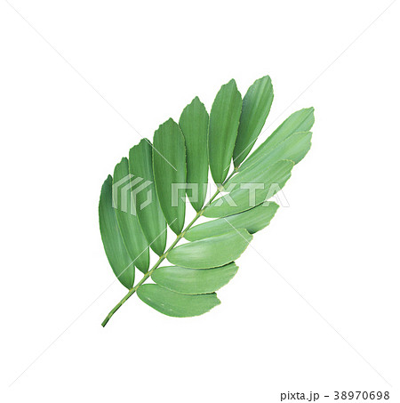 clump palm leaf ornamental plant isolated clump palm leaf ornamental plant isolated 38970698