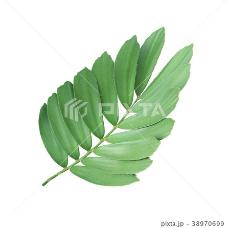 clump palm leaf ornamental plant isolated  38970699