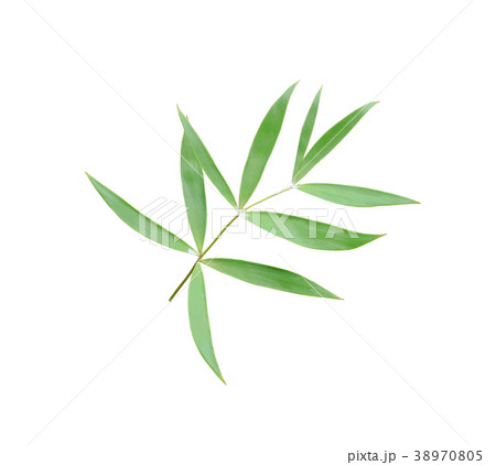 green leaf of palm tree isolated on white  38970805
