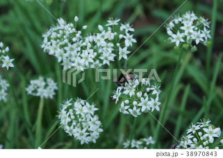 大花虻と韮の花 花言葉は 星への願い の写真素材