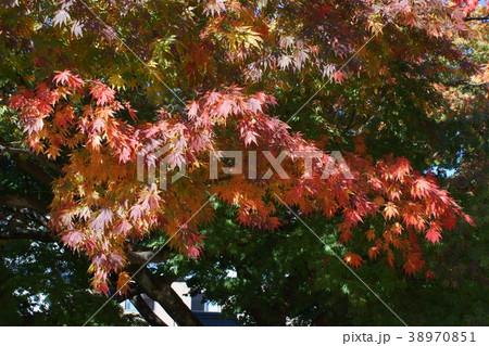 姫団扇楓の紅葉 姫団扇楓の紅葉 38970851