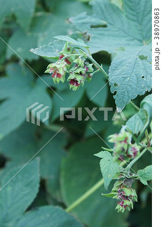 鉄葎　カナムグラ雌花　花言葉は「力強い人」 38970863