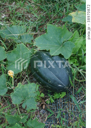 南瓜　カボチャ　ロロン 38970872