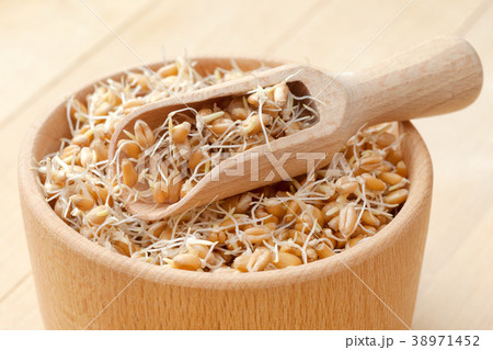 Wooden bowl of sprouted wheat seeds. 38971452