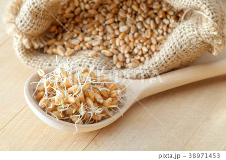 Wooden spoon of sprouted wheat seeds and sack 38971453