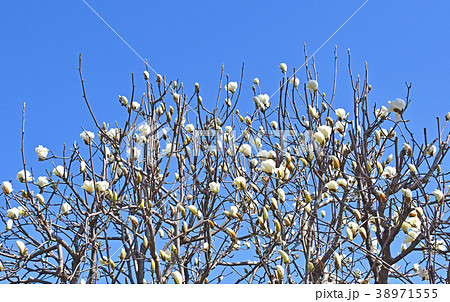 ハクモクレン(白木蓮) ハクモクレン(白木蓮) 38971555