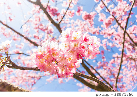 台湾 桃畑 モモ畑 38971560