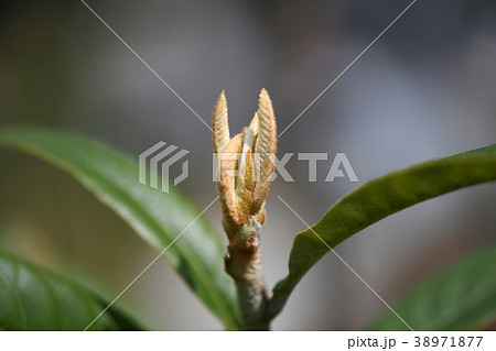 枇杷の新芽 枇杷の新芽 38971877