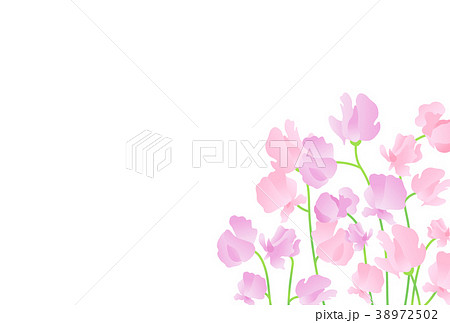 スイートピーのイラスト素材