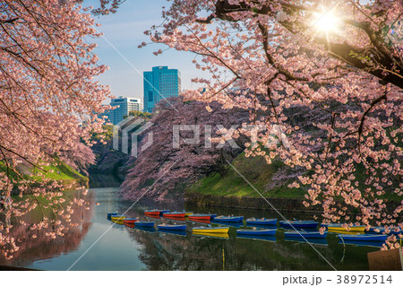 shidorigafuji tokyo shidorigafuji tokyo 38972514