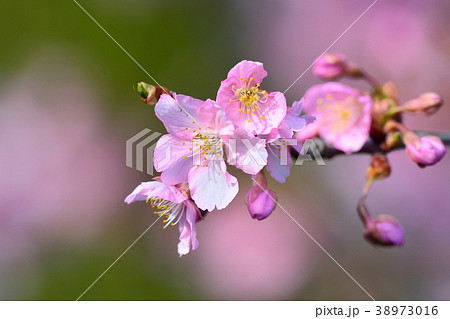 河津桜 38973016