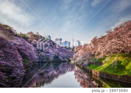 Sakura or cherry blossom park 38973690