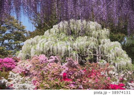 春の花のジャングルの写真素材
