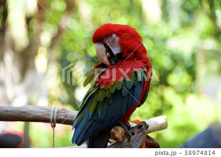 アメリカ合衆国カリフォルニア州サンディエゴのベニコンゴウインコ 38974814