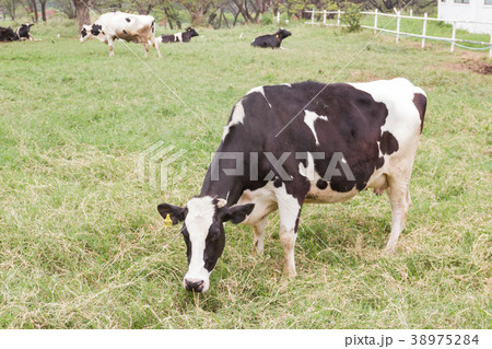 Cows on a farm and herd of cows eating hay Cows on a farm and herd of cows eating hay 38975284