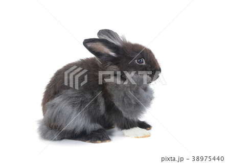 Black hollands lops rabbits on white background Black hollands lops rabbits on white background 38975440