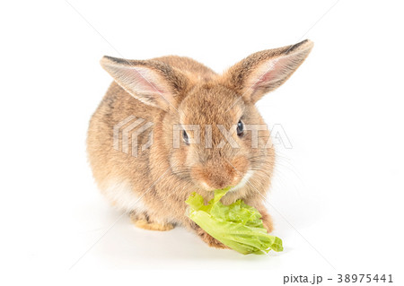 Brown short hair baby rabbit eating vegetable 38975441