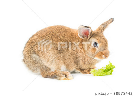 Brown short hair baby rabbit eating vegetable Brown short hair baby rabbit eating vegetable 38975442