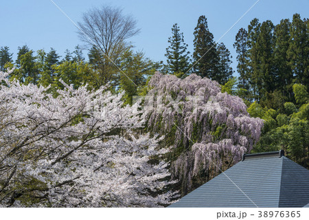 陽春の福聚寺のしだれ桜 38976365