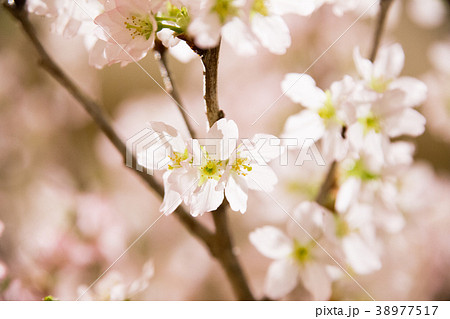 キラキラ陽気な満開の桜 38977517