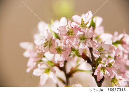 満開の桜 38977518