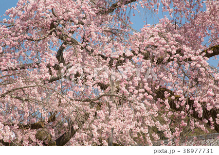 桜 38977731
