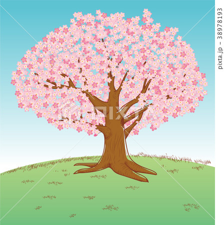 手描き風イラスト 満開の桜の木 ソメイヨシノ 春のイメージのイラストのイラスト素材 38978193 Pixta