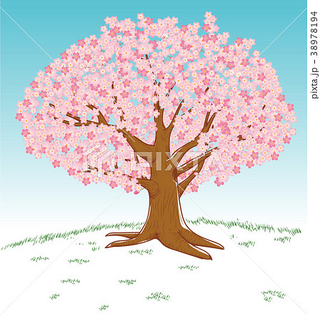 手描き風イラスト 満開の桜の木 ソメイヨシノ 春のイメージのイラストのイラスト素材