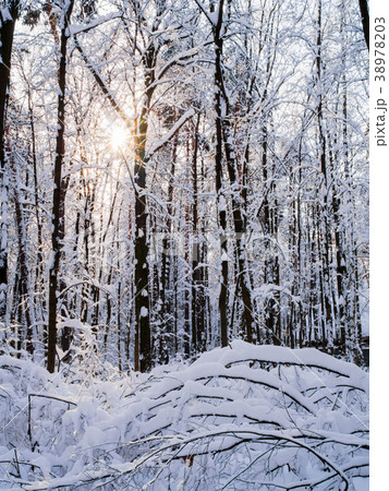 Photo of snowy trees with shining sun in forest 38978203